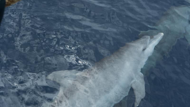 A dolphin