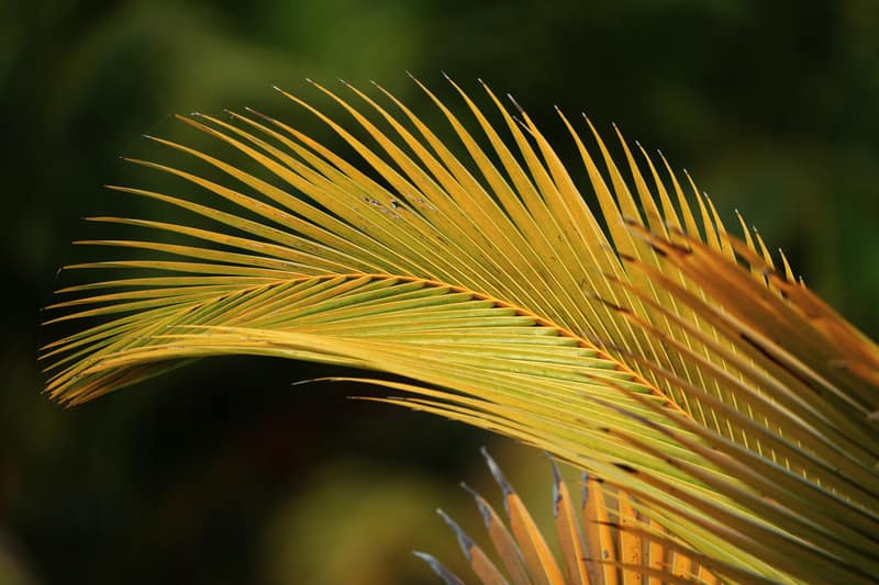 Palm leaf