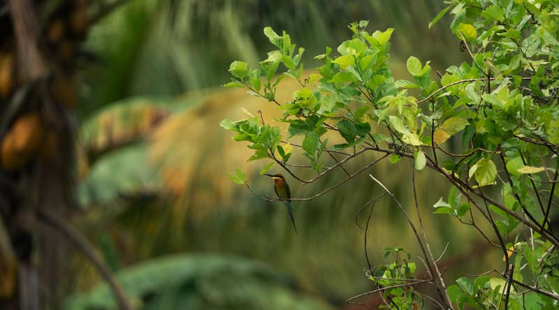 A bird on a branch