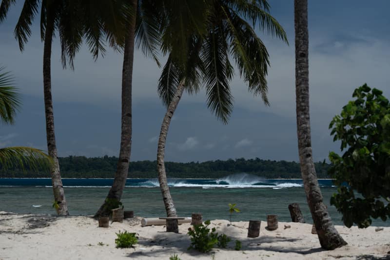 Wave through palms